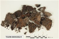 藏品(砂苔屬)的圖片